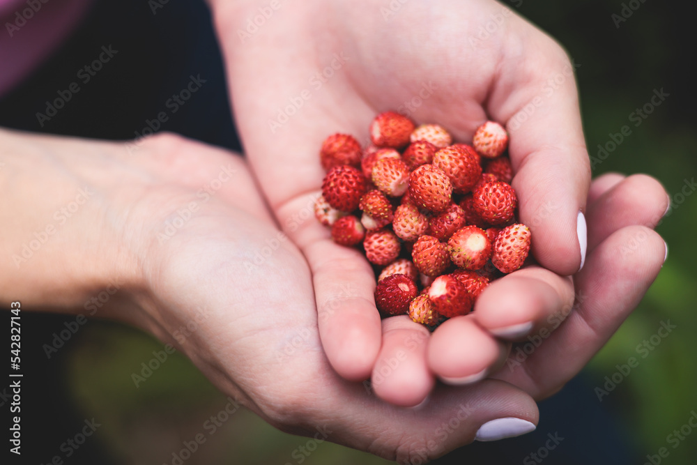 Process of harvesting raspberry and picking berries and wild strawberries in the forest of northern Sweden, Lapland, Norrbotten, near Norway border, hand full of wild strawberry Process of harvesting raspberry and picking berries and wild strawberries in the forest of northern Sweden, Lapland, Norrbotten, near Norway border, hand full of wild strawberry