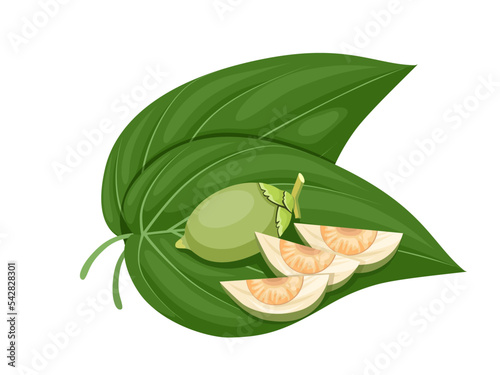 Vector illustration, green betel leaf and areca nut, isolated on a white background. photo