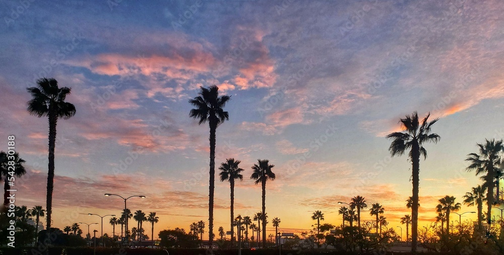 sunset over the field of palms