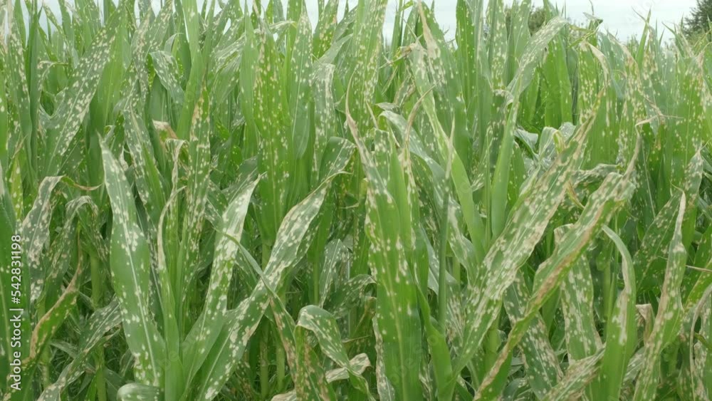 Corn plants wilting and dead after wrong applying herbicide in