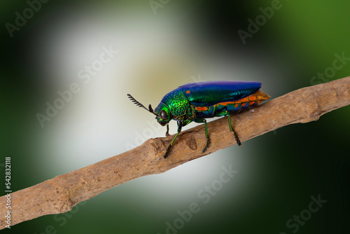 Beautiful and brightly colored Jewel beetle stand on tree branch in nature.