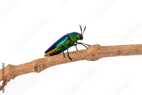 Jewel beetle standing on branch on white background. photo
