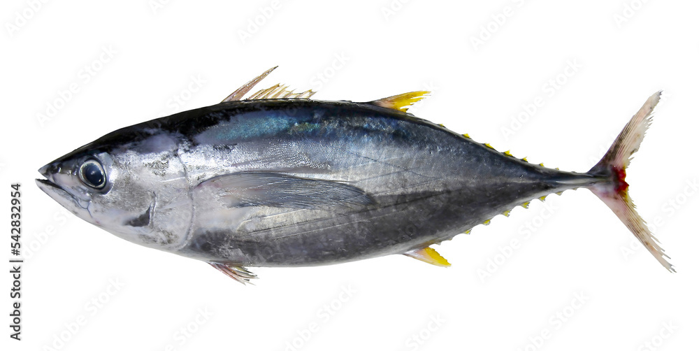 Bluefin tuna (Kuromagoro, Meji-Maguro), Fish body sude view. Cut out ...