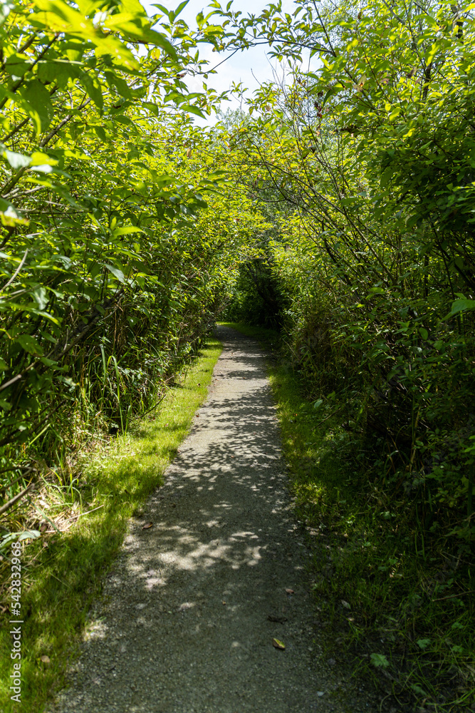 well-paved walk path in the park with green foliage on both sides on a sunny day