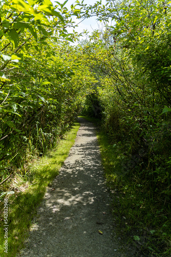 well-paved walk path in the park with green foliage on both sides on a sunny day