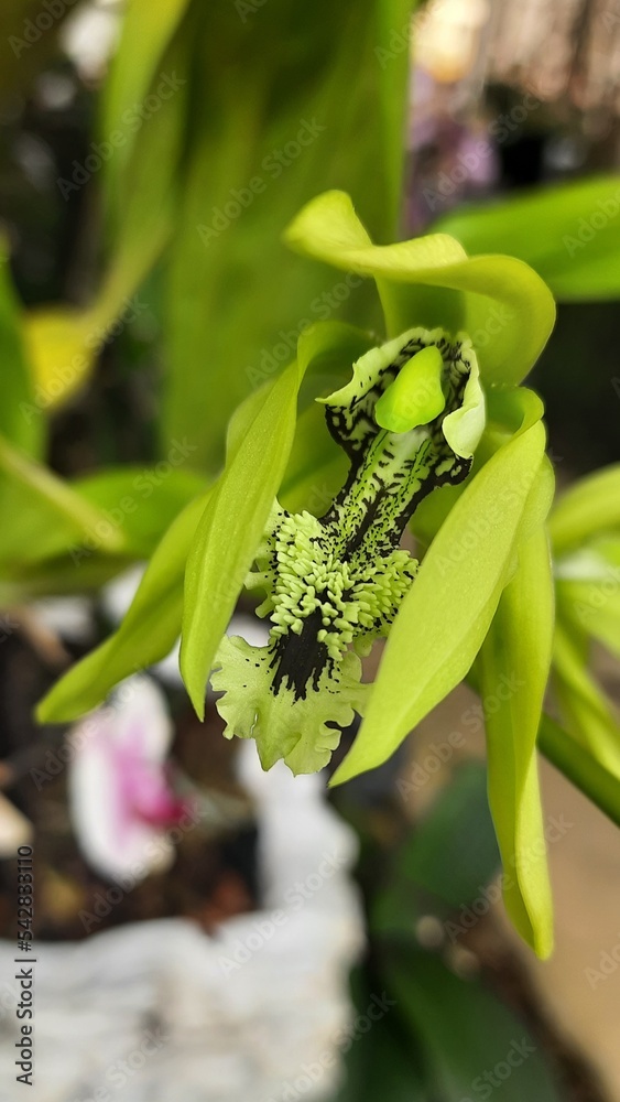 Obraz premium green and yellow