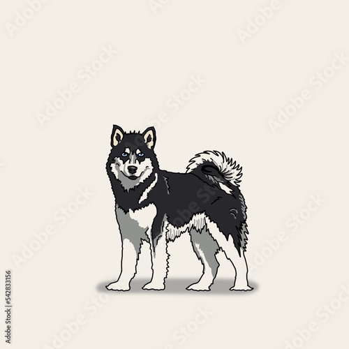 Cartoon inspired color pet portrait illustration hand drawn Alaskan Malamute dog with blue eyes fluffy curly tail standing with soft shadow