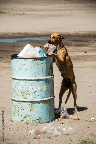  Perro buscando comida en bote de basura.  photo