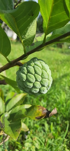 green Annona squamosa fruit with leaves photo