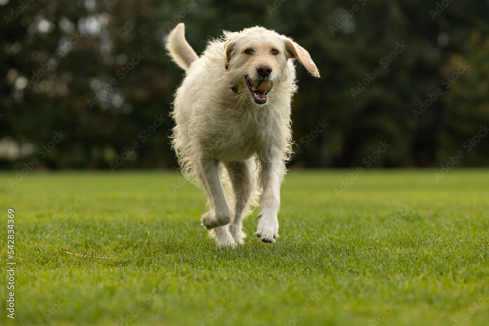 Large breed dog running with ball in mouth