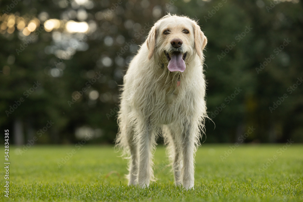 Portrait of yellow lab dog standing in grass in a park