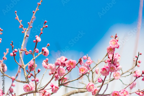 ピンク色の梅の花 