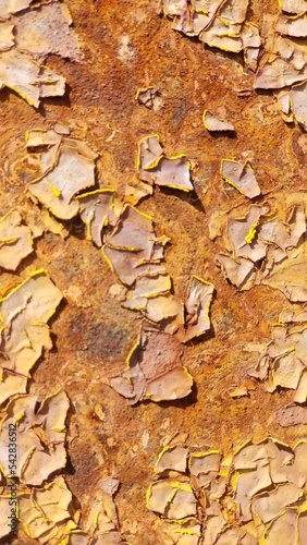 texture wood