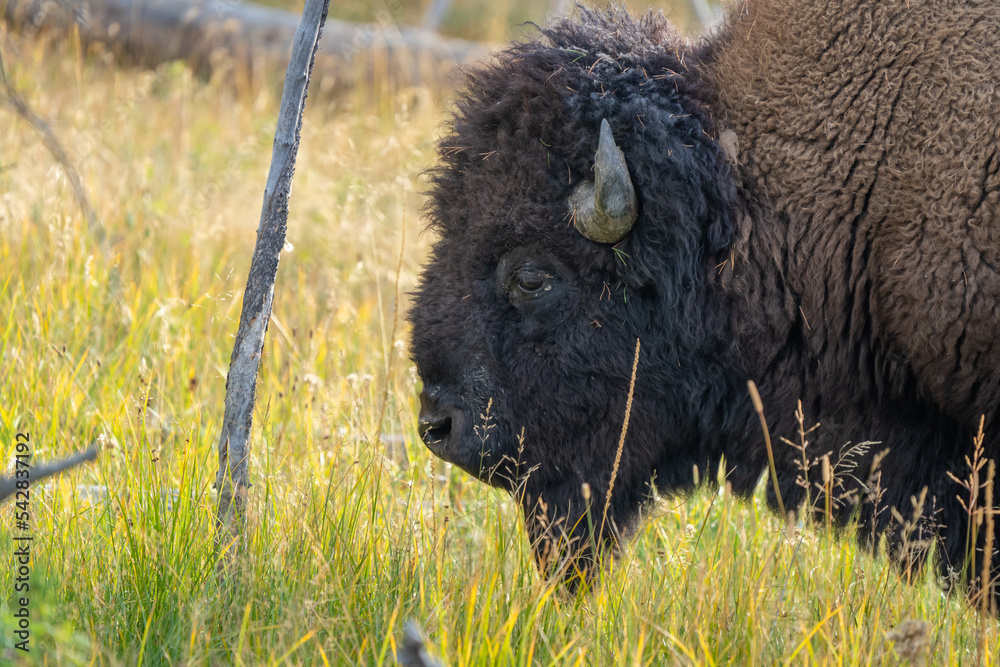American Bison Strolling by a Creek and Grassy Field in Yellowstone National Park American Bison Strolling by a Creek and Grassy Field in Yellowstone National Park
