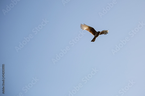 Águila en vuelo