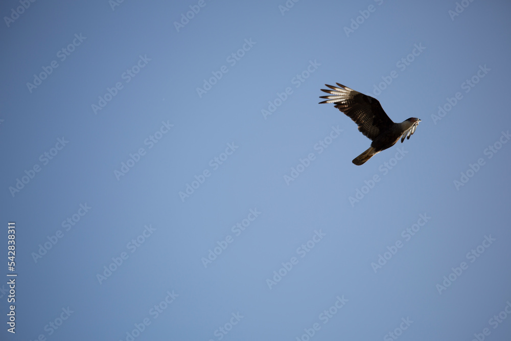 Fototapeta premium Águila en vuelo