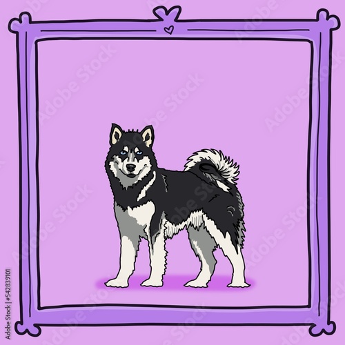 Cartoon inspired color pet portrait illustration hand drawn Alaskan Malamute dog with blue eyes fluffy curly tail standing with purple background cartoon frame border