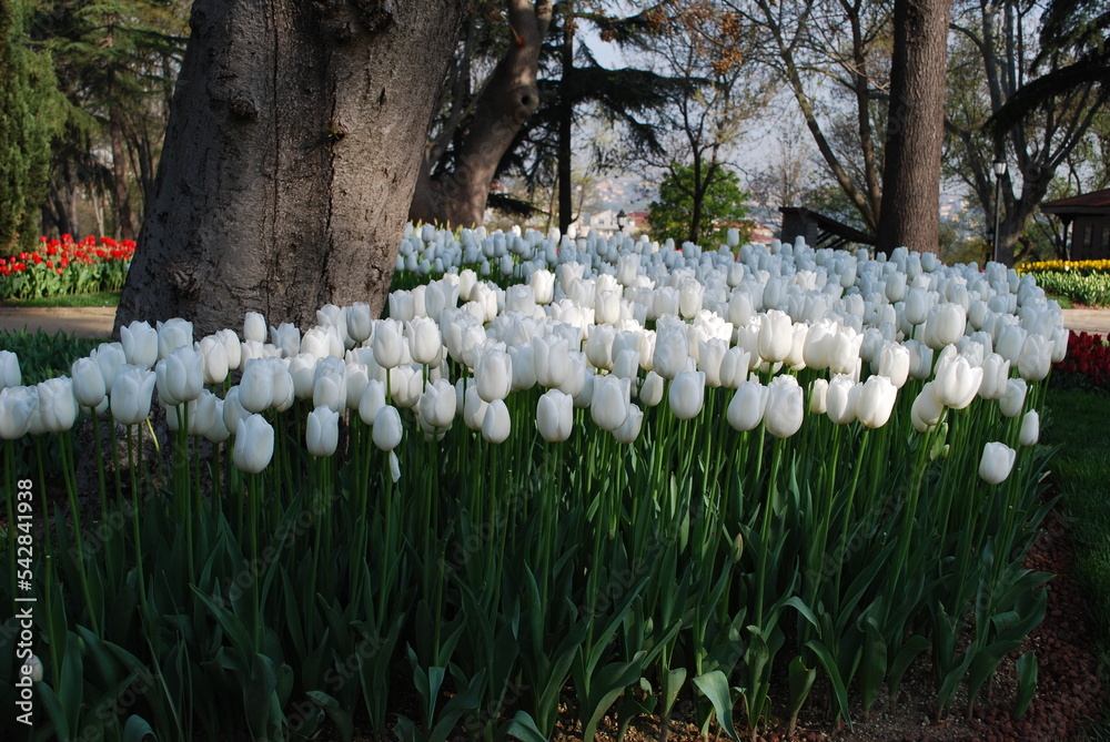 Obraz premium Tulip festival. Colorful red, purple, yellow, pink and black tulips in the Emirgan grove by the Bosphorus. Istanbul
