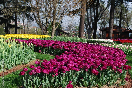Tulip festival. Colorful red, purple, yellow, pink and black tulips in the Emirgan grove by the Bosphorus. Istanbul