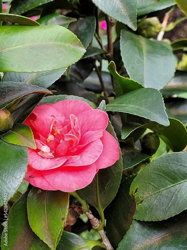 pink rose in the garden