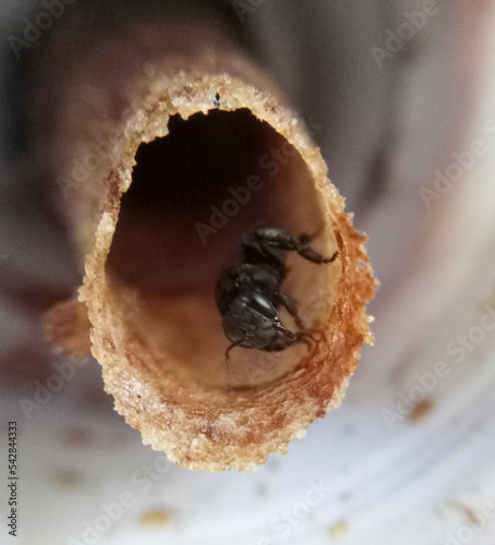 Stingless Bee Worker Guarding at Entrance Hive photo