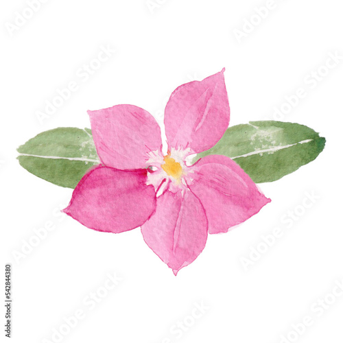 Fototapeta Naklejka Na Ścianę i Meble -  watercolor flower painting pink cosmos