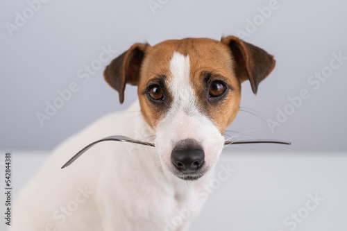 Close-up portrait of a dog Jack Russell Terrier holding a fork in his mouth on a white background.