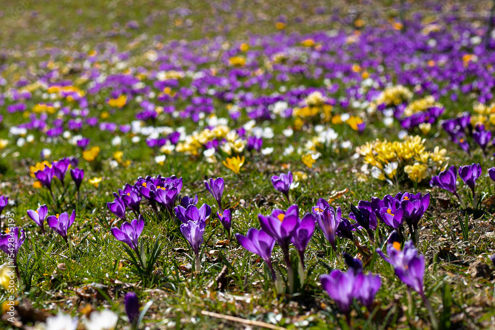 purple and yellow crocuses purple and yellow crocuses