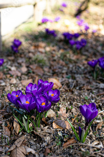 purple crocus flowers