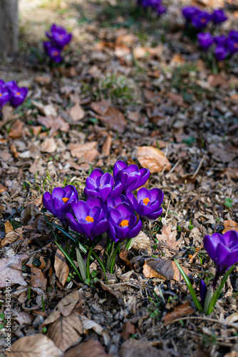 purple crocus flower