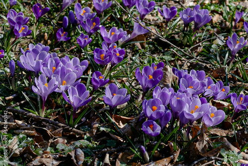 crocuses in the garden