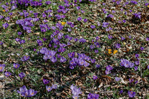 flowers in the field
