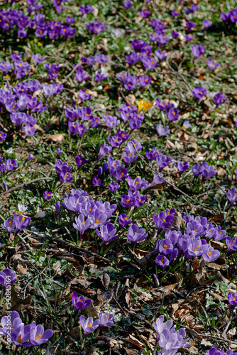 flowers in the garden