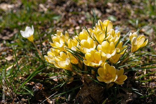 yellow crocus