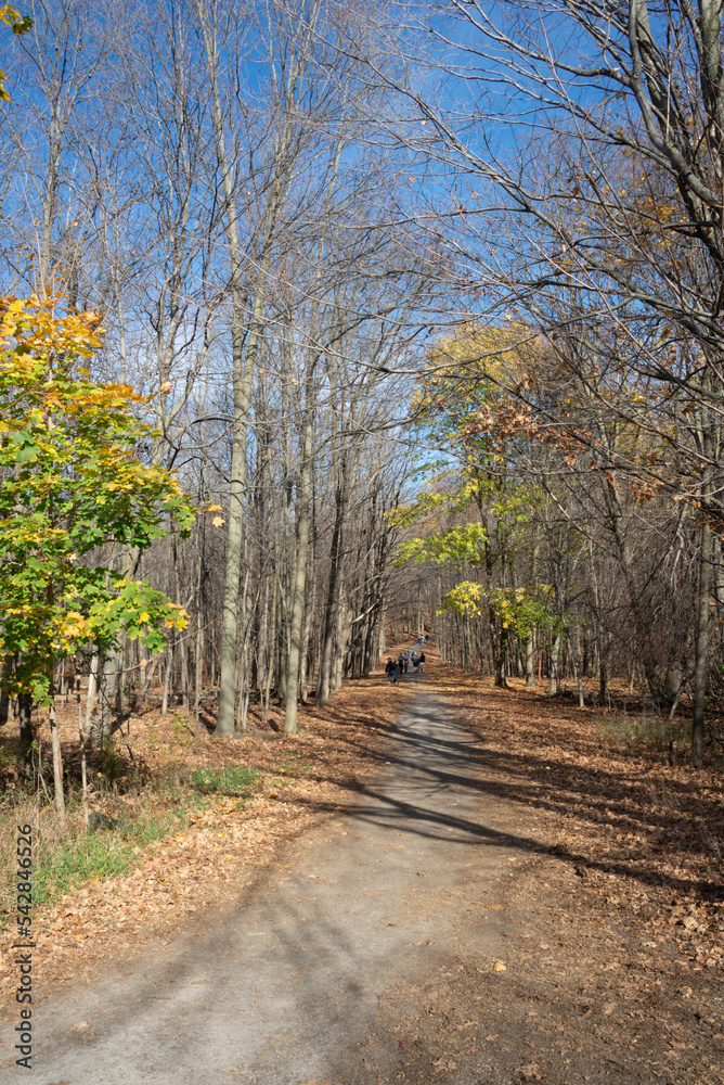 Naklejka premium National park forest in autumn