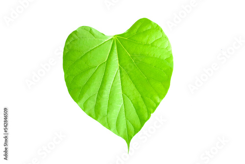 Green leaf isolated on white background