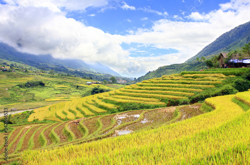 Terraced rice field in Sapa  Vietnam. The terraced rice paddy-fields in Sapa are the most beautiful ones in Vietnam