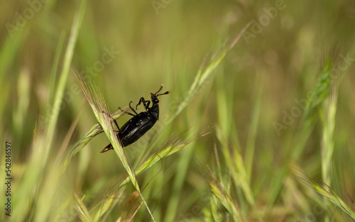 insecto sobre pasto  © EduSalgado