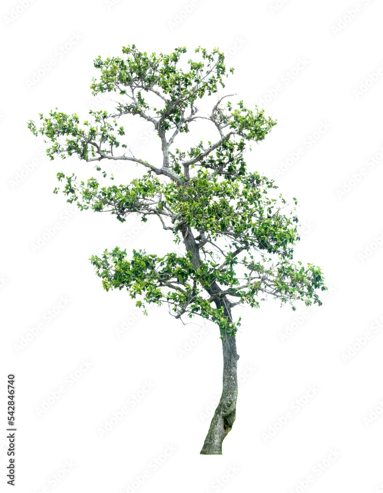 Obraz premium tree on white background