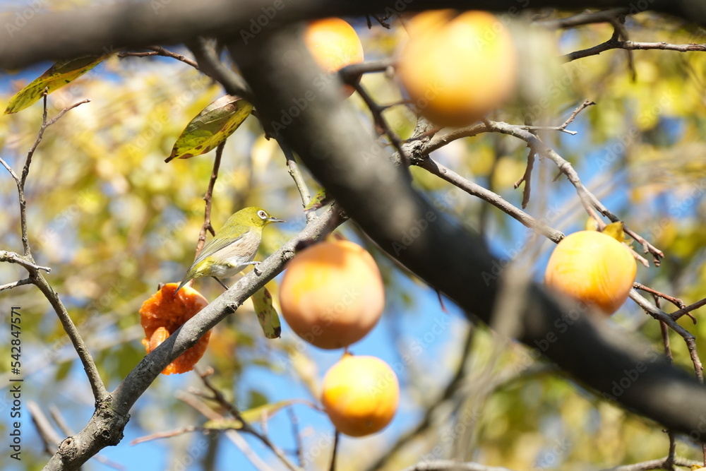 white eye eats persimmon fruits white eye eats persimmon fruits
