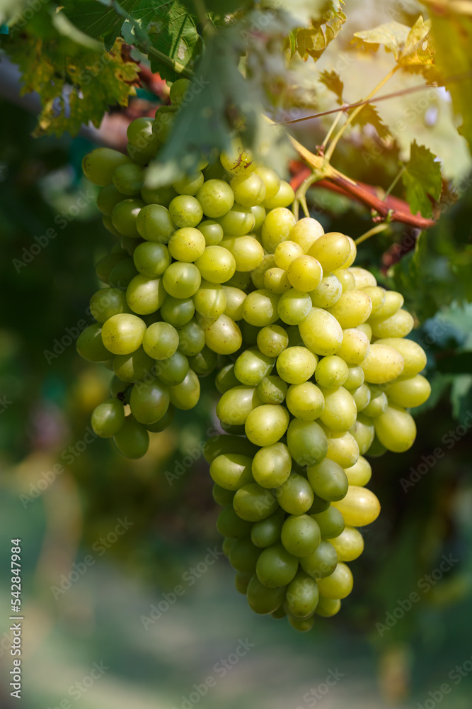 Bunch of white grapes hanging with green leaves on the vine in vineyard