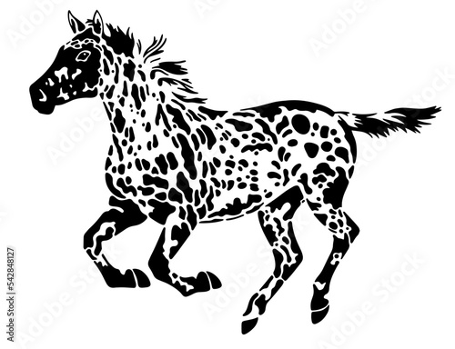 appaloosa vector illustration isolated on white background