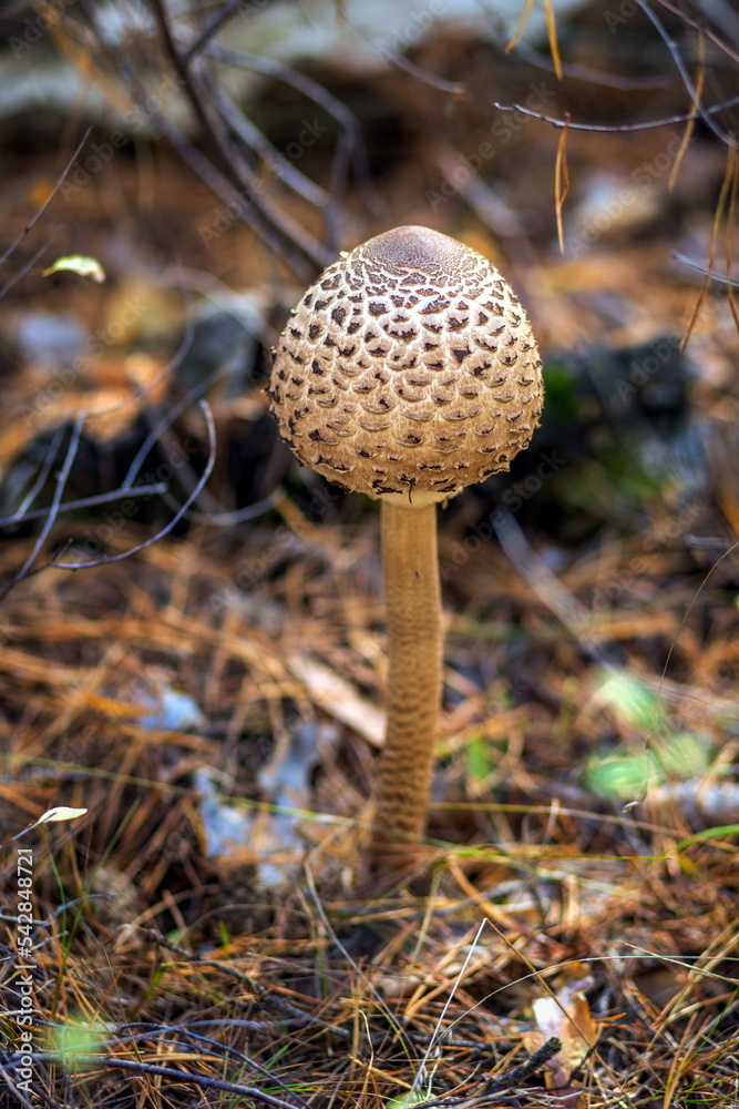 autumn umbrella mushroom in mixed forest autumn umbrella mushroom in mixed forest