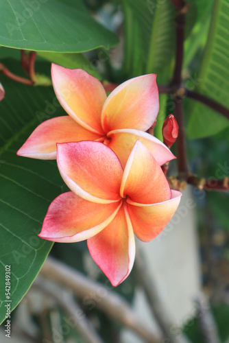 Close up pink yellow plumeria or frangipani flowers bouquet on green leaf background in garden with morning light.