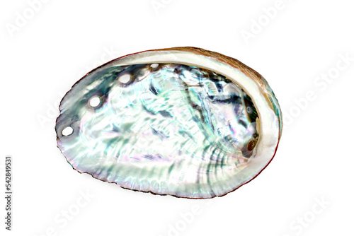 Raw fresh abalone on the white background