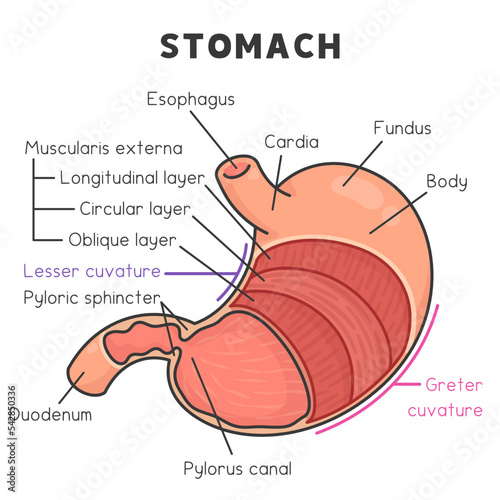 components and layers of the stomach diagram chart in science subject kawaii doodle vector cartoon