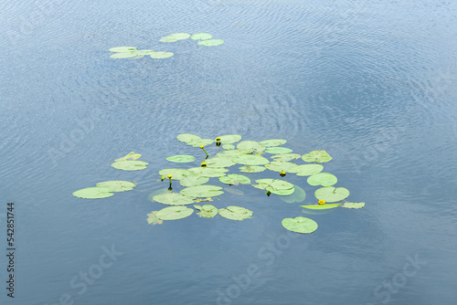 Blossoming Yellow water lily (jug) in water (Nuphar luteum) photo