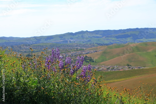 Silver Lupine and Fiddleneck flowers in bloom on the hills near Livermore, California photo