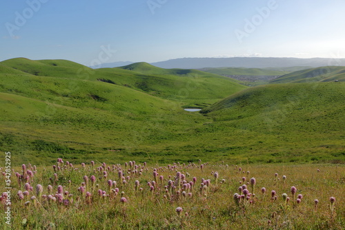 A lake sparkles in the distance while purple flowers of Owl's Clover bloom on the slopes of the hills in Northern California
