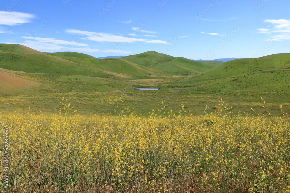 A small pond forms from rainwater as Wild Mustard flowers bloom on the slopes of the hills
